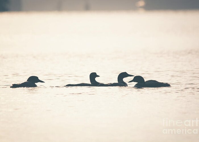 Cheryl Baxter Photography Greeting Card featuring the photograph 4 Loon Silhouettes by Cheryl Baxter