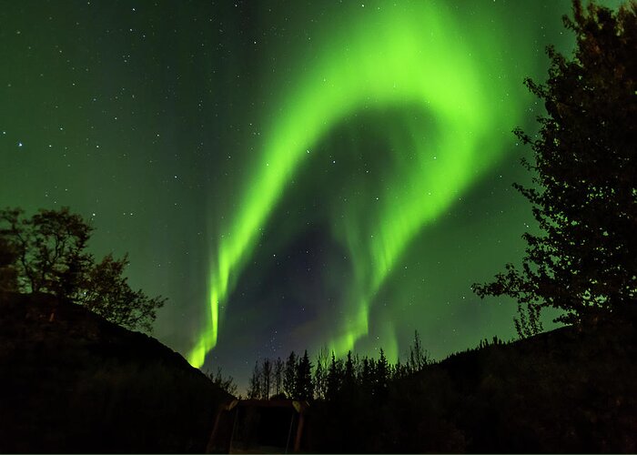 Denali Greeting Card featuring the photograph Northern lights, aurora borealis at Kantishna Lodge in Denali National Park #4 by Brenda Jacobs