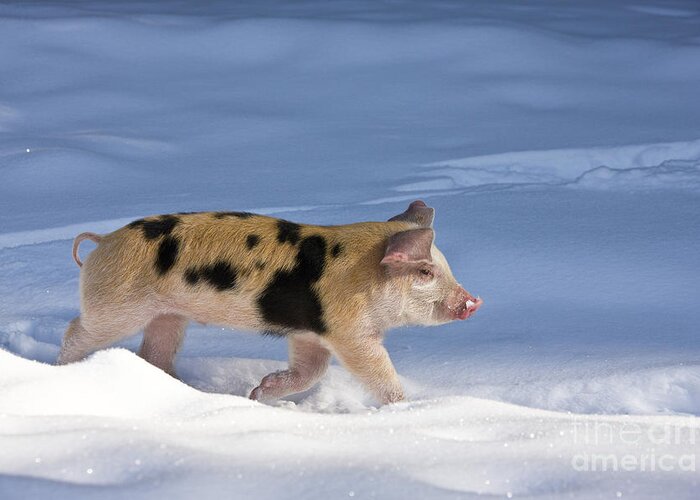 Piglet Greeting Card featuring the photograph Piglet Walking In Snow #4 by Jean-Louis Klein & Marie-Luce Hubert