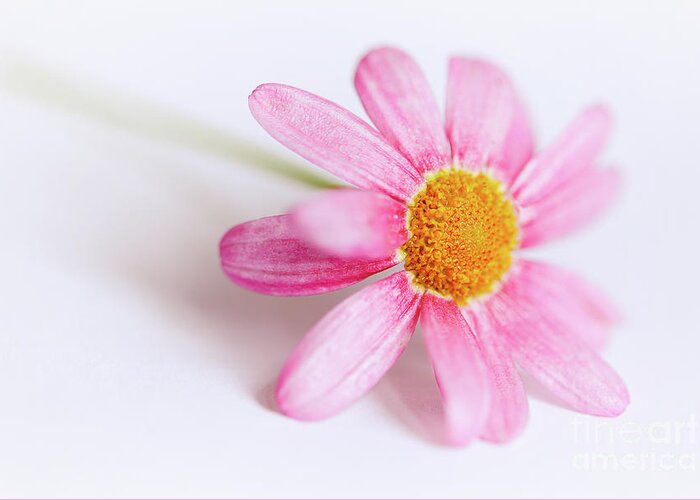 Pink Greeting Card featuring the photograph Pink Aster flower #4 by Nick Biemans