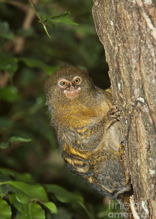 Adult Greeting Card featuring the photograph Pygmy Marmoset Callithrix Pygmaea #4 by Gerard Lacz