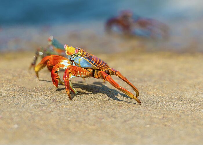 Galapagos Islands Greeting Card featuring the photograph Sally Lightfoot crab on Galapagos Islands #4 by Marek Poplawski