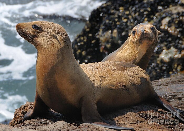 Sealions Greeting Card featuring the photograph Sealions #4 by Marc Bittan