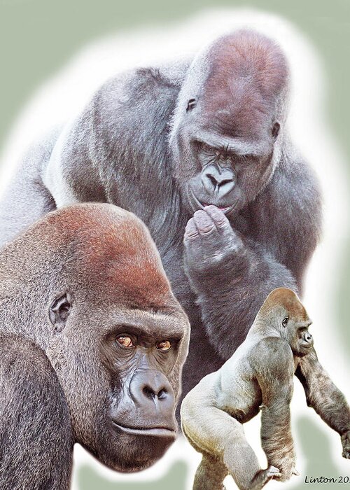 Lowland Gorilla Greeting Card featuring the photograph Silverback Montage by Larry Linton