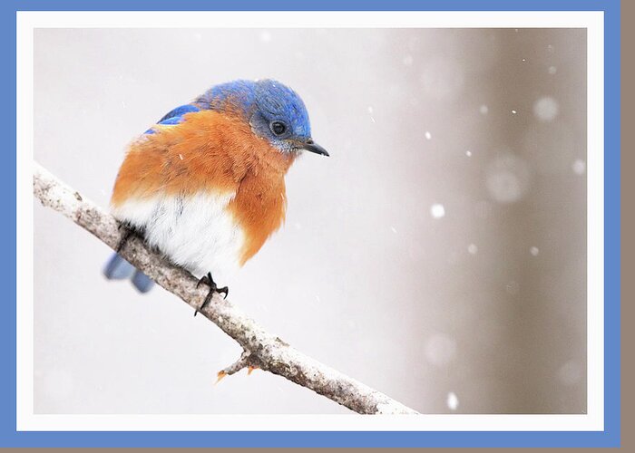 Bluebird Greeting Card featuring the photograph Snowy Bluebird #4 by Jack Nevitt