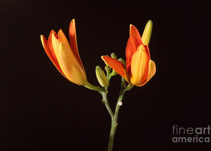 Flora Greeting Card featuring the photograph Tiger Lily Flower Opening Part #4 by Ted Kinsman