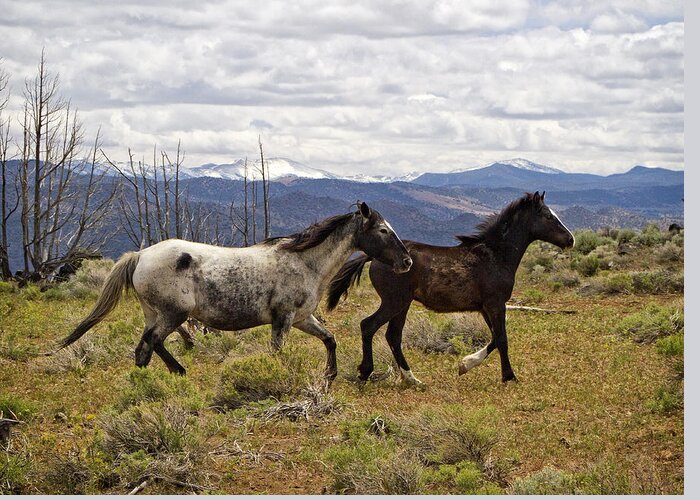 Horses Greeting Card featuring the photograph Wild Mustang Horses #4 by Waterdancer 