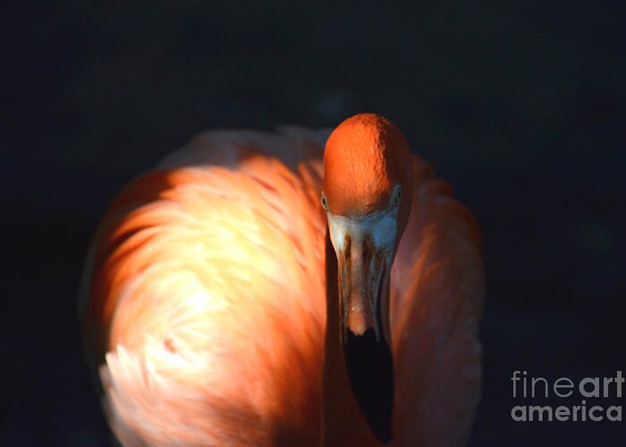 American Flamingo Greeting Card featuring the photograph 41- American Flamingo by Joseph Keane