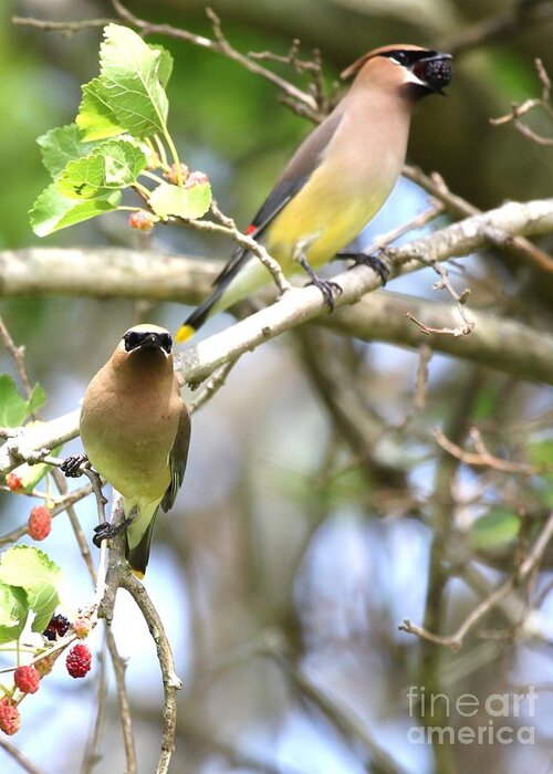 Nature Greeting Card featuring the photograph Cedar Waxwing #43 by Jack R Brock