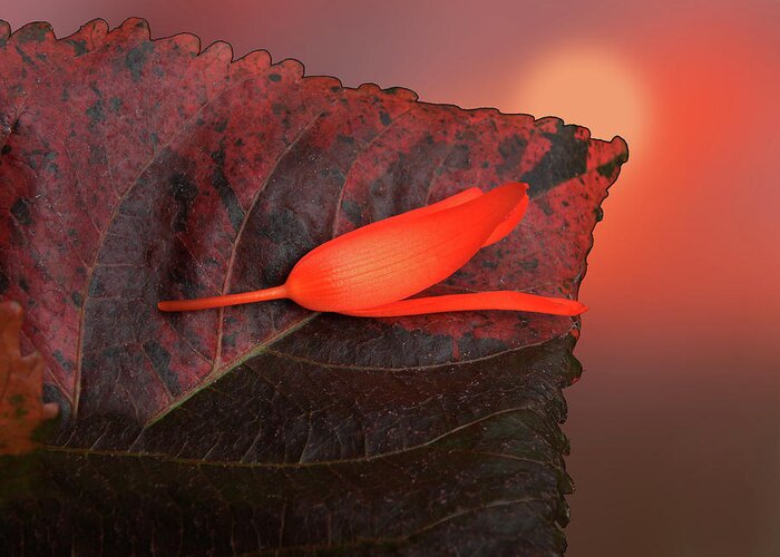 Flower Greeting Card featuring the photograph 4366 by Peter Holme III