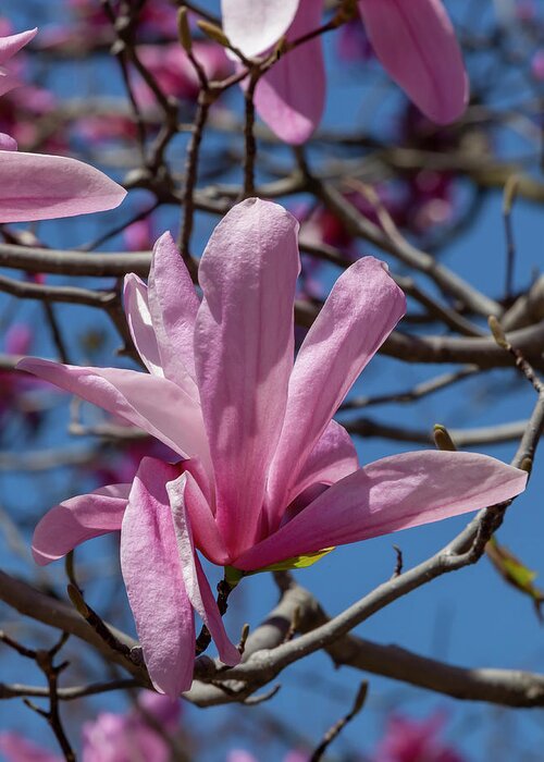Magnolia Greeting Card featuring the photograph Magnolia #47 by Robert Ullmann