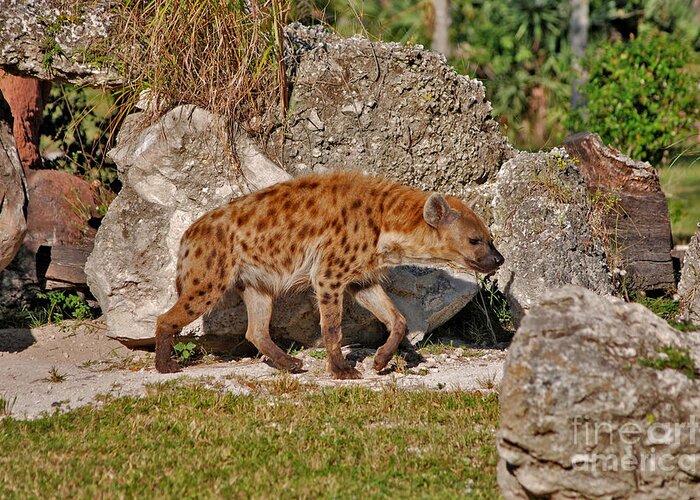 Spotted Hyena Greeting Card featuring the photograph 47- Spotted Hyena by Joseph Keane