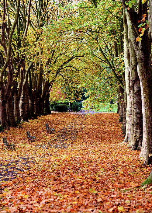 Autumn Greeting Card featuring the photograph Autumn in the park by Colin Rayner