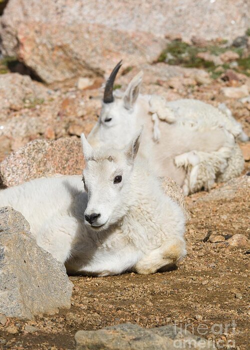 Goat Greeting Card featuring the photograph Baby Mountain Goats on Mount Evans #5 by Steven Krull