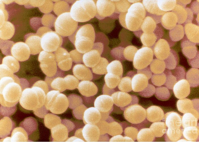 Science Greeting Card featuring the photograph Enterococcus Faecium, Sem #5 by Scimat