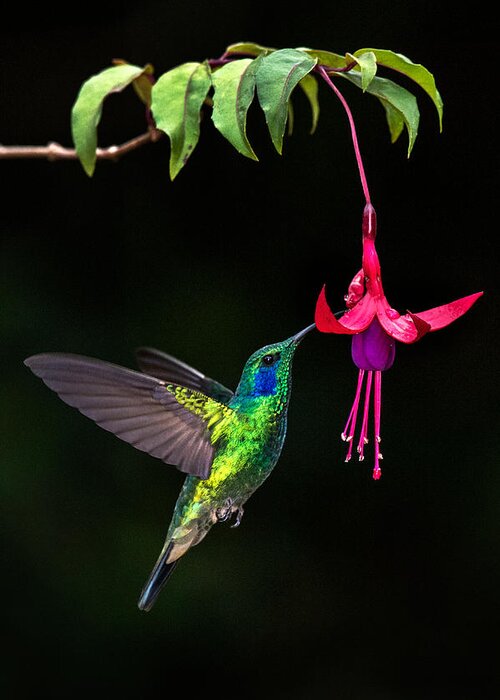 Photography Greeting Card featuring the photograph Green Violetear Colibri Thalassinus #5 by Panoramic Images