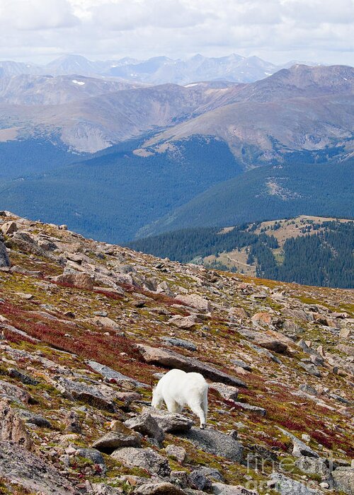 Goat Greeting Card featuring the photograph Mountain Goats on Mount Bierstadt in the Arapahoe National Forest #5 by Steven Krull