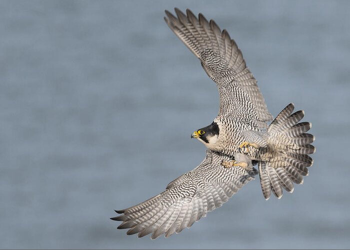 Peregrine Greeting Card featuring the photograph Peregrine Falcon #5 by Ian Hufton