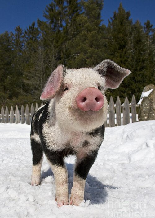 Piglet Greeting Card featuring the photograph Piglet In The Snow #5 by Jean-Louis Klein & Marie-Luce Hubert