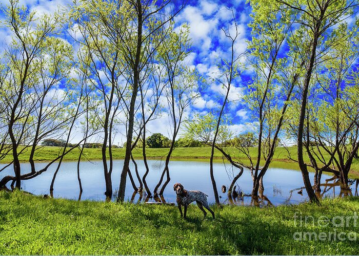 Austin Greeting Card featuring the photograph Texas Hill Country by Raul Rodriguez