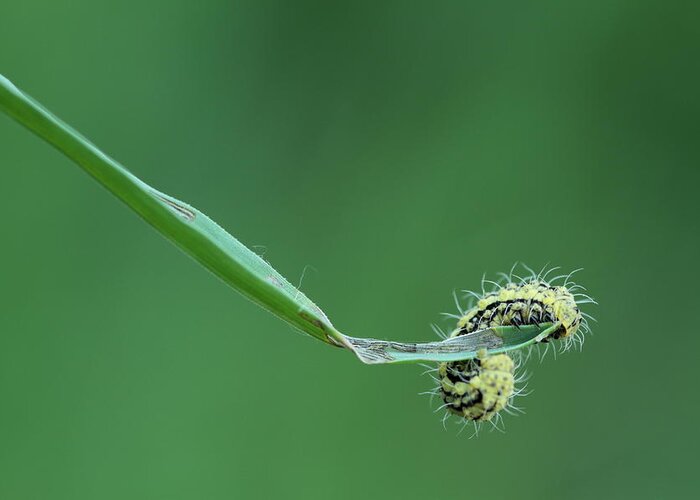 Animal Greeting Card featuring the photograph The beauty of caterpillars #2 by Natura Argazkitan