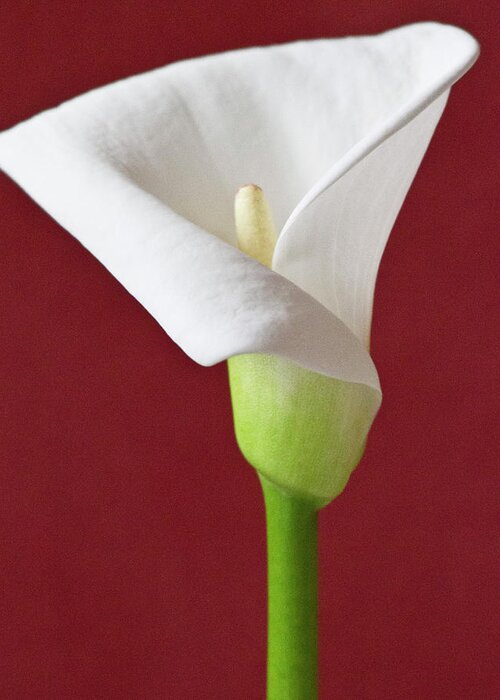 Calla Greeting Card featuring the photograph White Calla #5 by Heiko Koehrer-Wagner