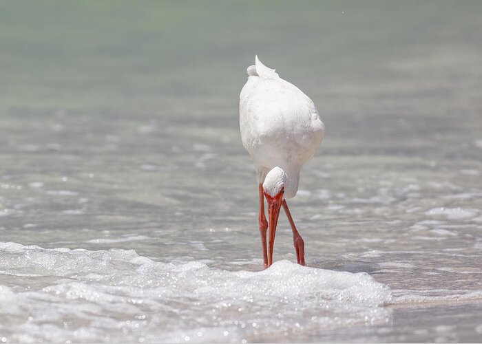 Naples Greeting Card featuring the photograph White Ibis #5 by Peter Lakomy