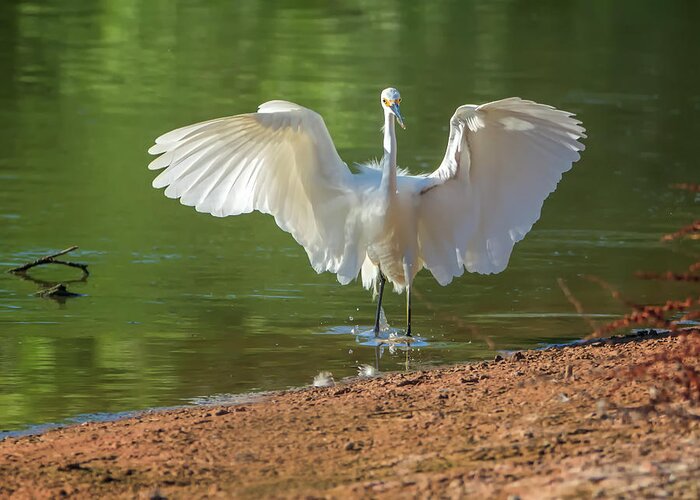 Snowy Greeting Card featuring the photograph Snowy Egret #54 by Tam Ryan
