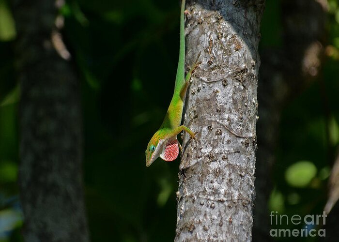 Green Anole Greeting Card featuring the photograph 56- Green Anole by Joseph Keane
