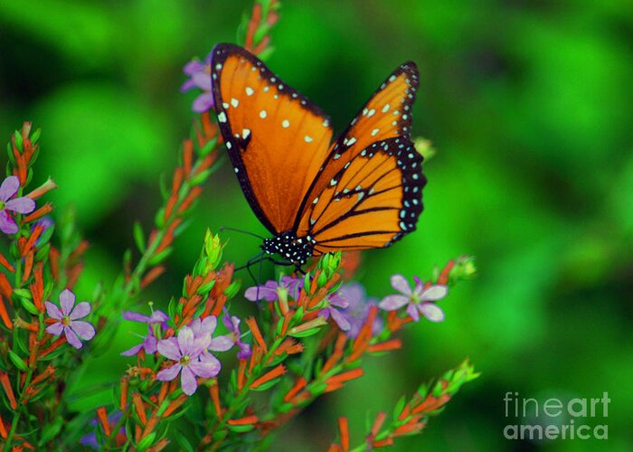 Viceroy Butterfly Greeting Card featuring the photograph 56- Viceroy Butterfly by Joseph Keane