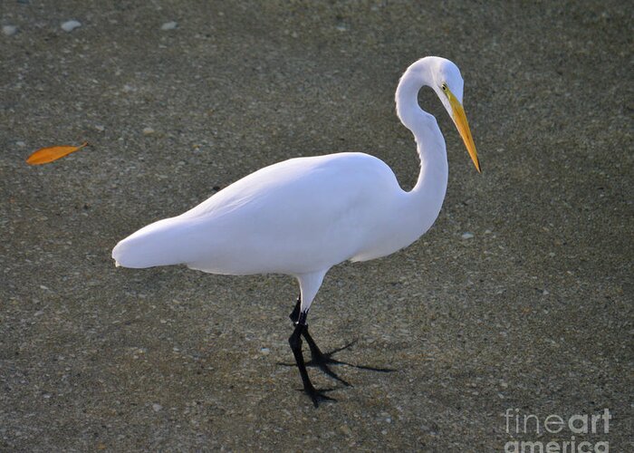 Great Egret Greeting Card featuring the photograph 59- Great Egret by Joseph Keane