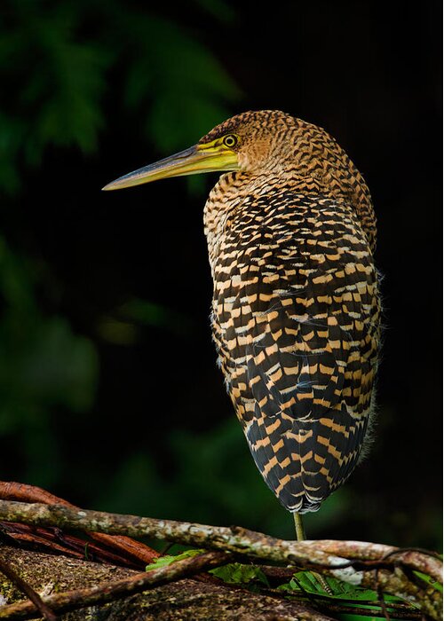 Photography Greeting Card featuring the photograph Bare-throated Tiger Heron Tigrisoma #6 by Panoramic Images