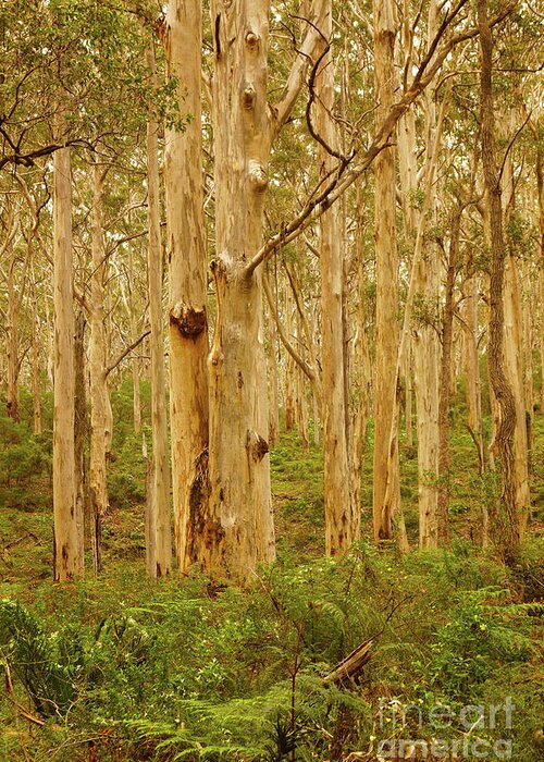 Portrait Greeting Card featuring the photograph Boranup Forest II #6 by Cassandra Buckley