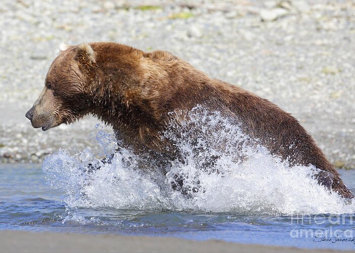 Brown Bear Greeting Card featuring the photograph Brown Bear #6 by Steve Javorsky