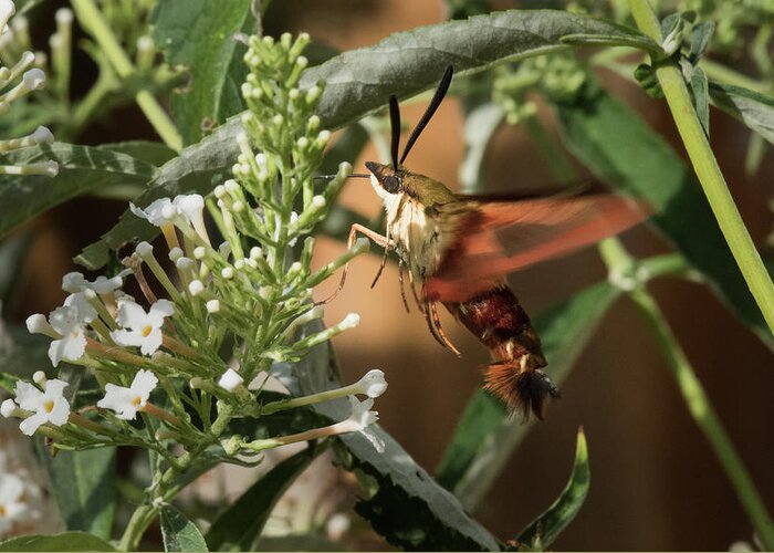 Moth Greeting Card featuring the photograph Clearwing Hummingbird Moth #6 by Clifford Pugliese