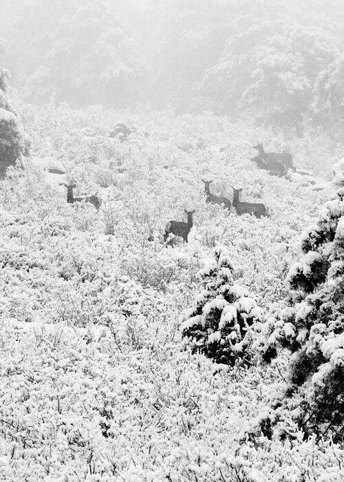 Deer Greeting Card featuring the photograph Elk in Deep Snow in the Pike National Forest #6 by Steven Krull