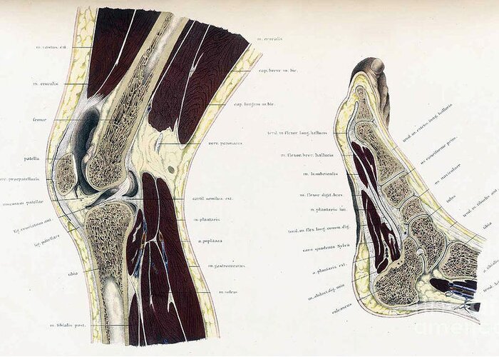 Science Greeting Card featuring the photograph Topographisch-anatomischer, Braune, 1872 #6 by Science Source