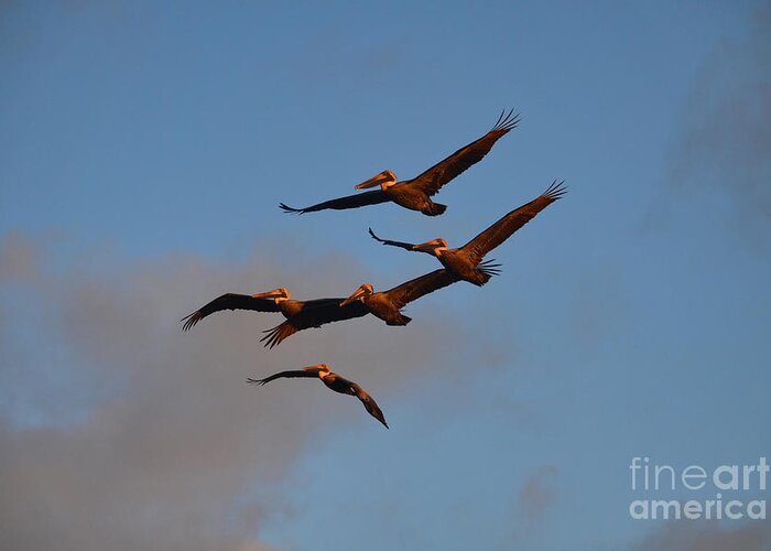 Pelicans Greeting Card featuring the photograph 60- Pelican Patrol by Joseph Keane