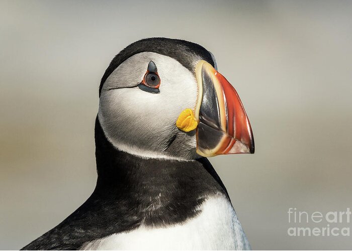 Atlantic Puffin Greeting Card featuring the photograph Atlantic Puffin #8 by Craig Shaknis