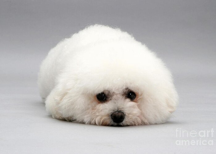 Dog Greeting Card featuring the photograph Bichon Frise #16 by Jane Burton