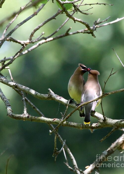 Nature Greeting Card featuring the photograph Cedar Waxwing #7 by Jack R Brock