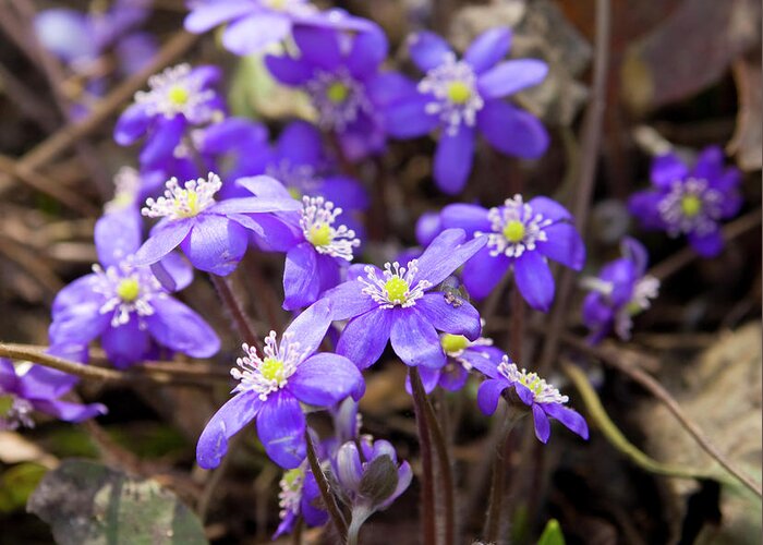 Hepatica Greeting Card featuring the photograph First spring flowers #7 by Irina Afonskaya