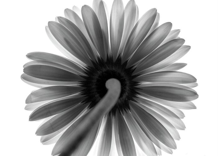 Flower Greeting Card featuring the photograph Gerber Daisy by Jessica Wakefield