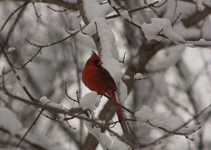 Aves Greeting Card featuring the photograph Male Cardinal #7 by Craig Hosterman
