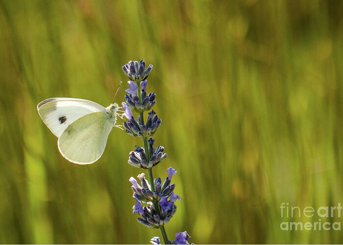 Animal Greeting Card featuring the photograph Pieris brassicae, the large white, also called cabbage butterfly by Amanda Mohler