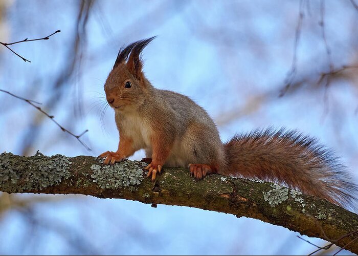 Finland Greeting Card featuring the photograph Red squirrel #7 by Jouko Lehto