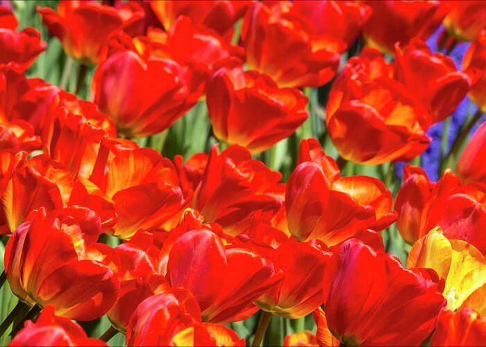 Red Tulips Greeting Card featuring the photograph Red Tulips #7 by Robert Ullmann