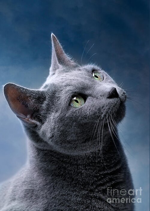 Russian Greeting Card featuring the photograph Russian Blue Cat by Nailia Schwarz