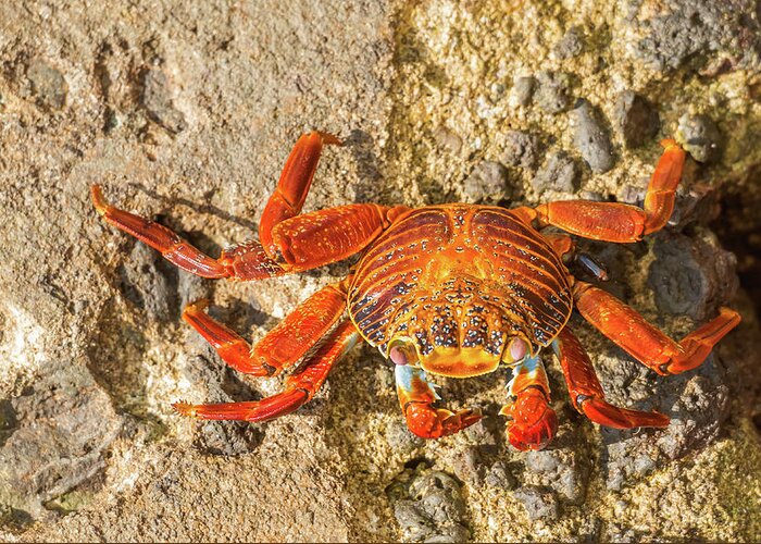 Galapagos Islands Greeting Card featuring the photograph Sally Lightfoot crab on Galapagos Islands #7 by Marek Poplawski