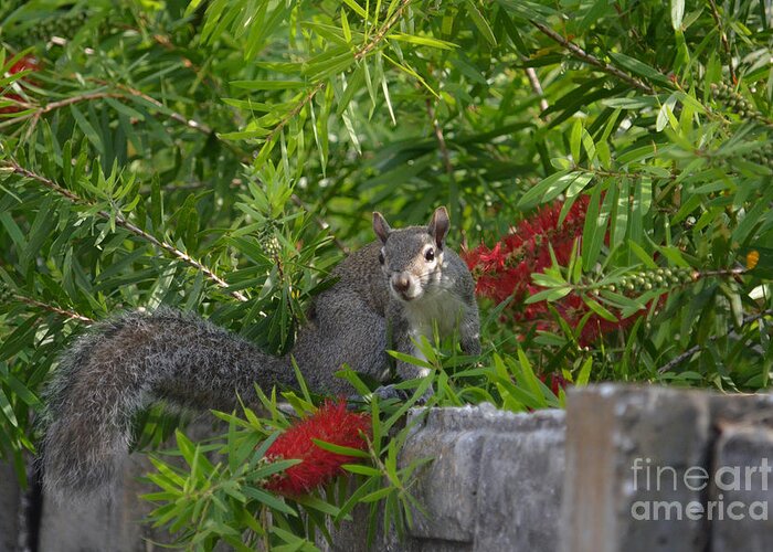 Squirrel Greeting Card featuring the photograph 7- Squirrel by Joseph Keane